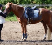 Tips for Keeping Your Horse’s Legs Healthy